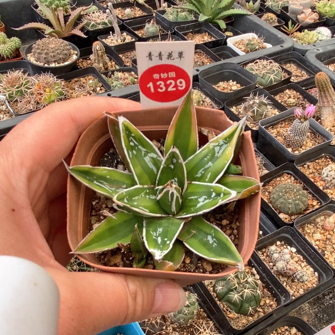 彩世之雪一棵仙人球