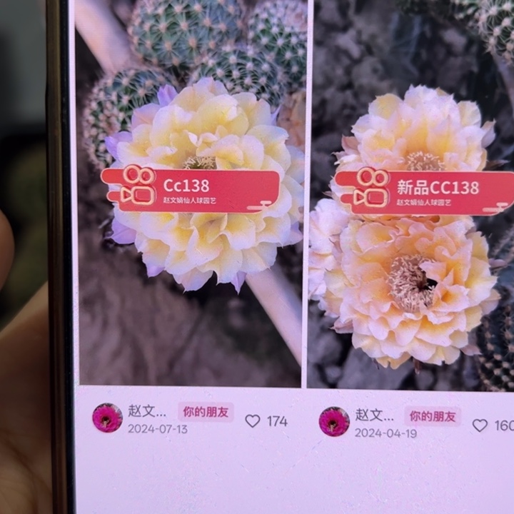 仙人球侧芽歪cc138