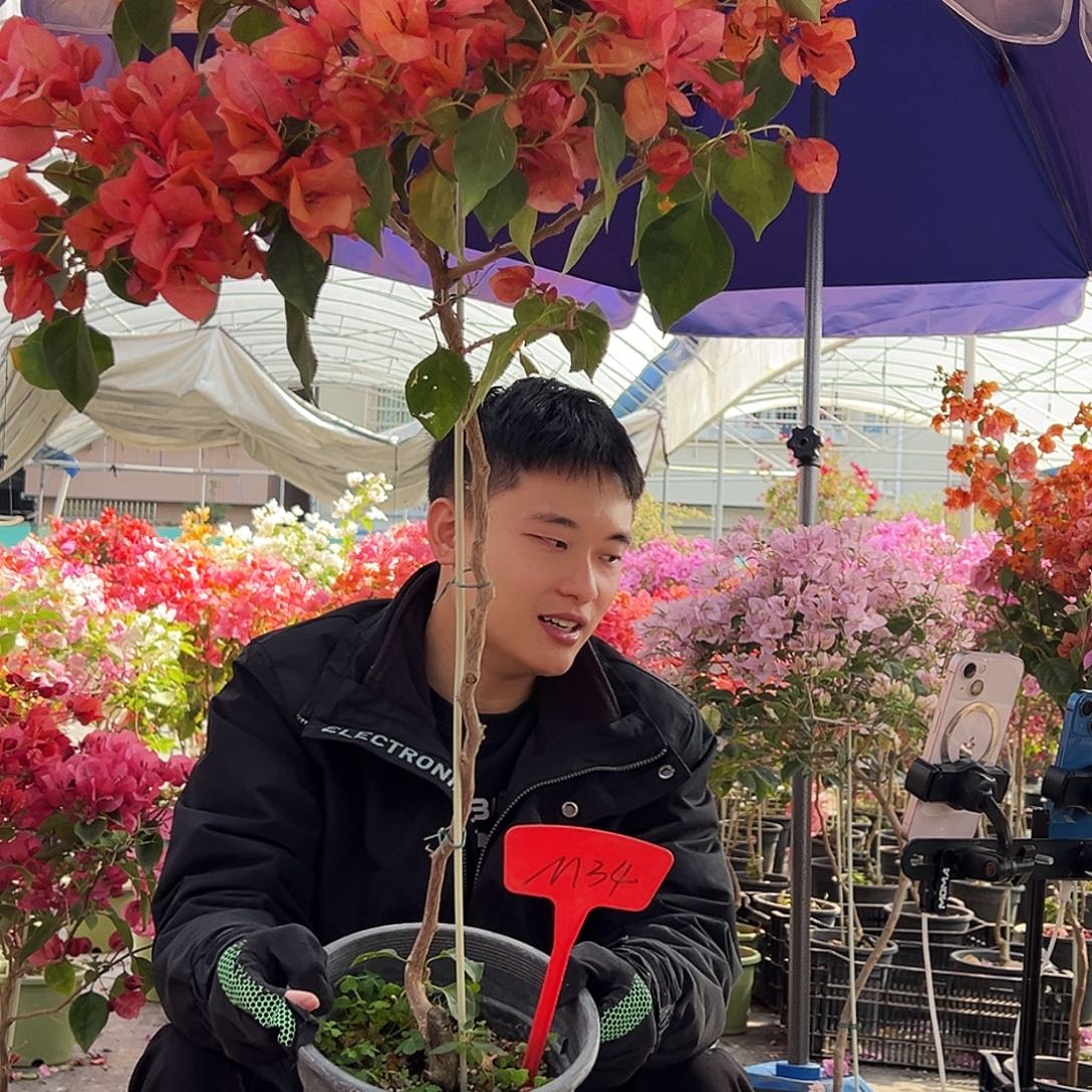 啊***儿大部分花苞少量开放M34日落