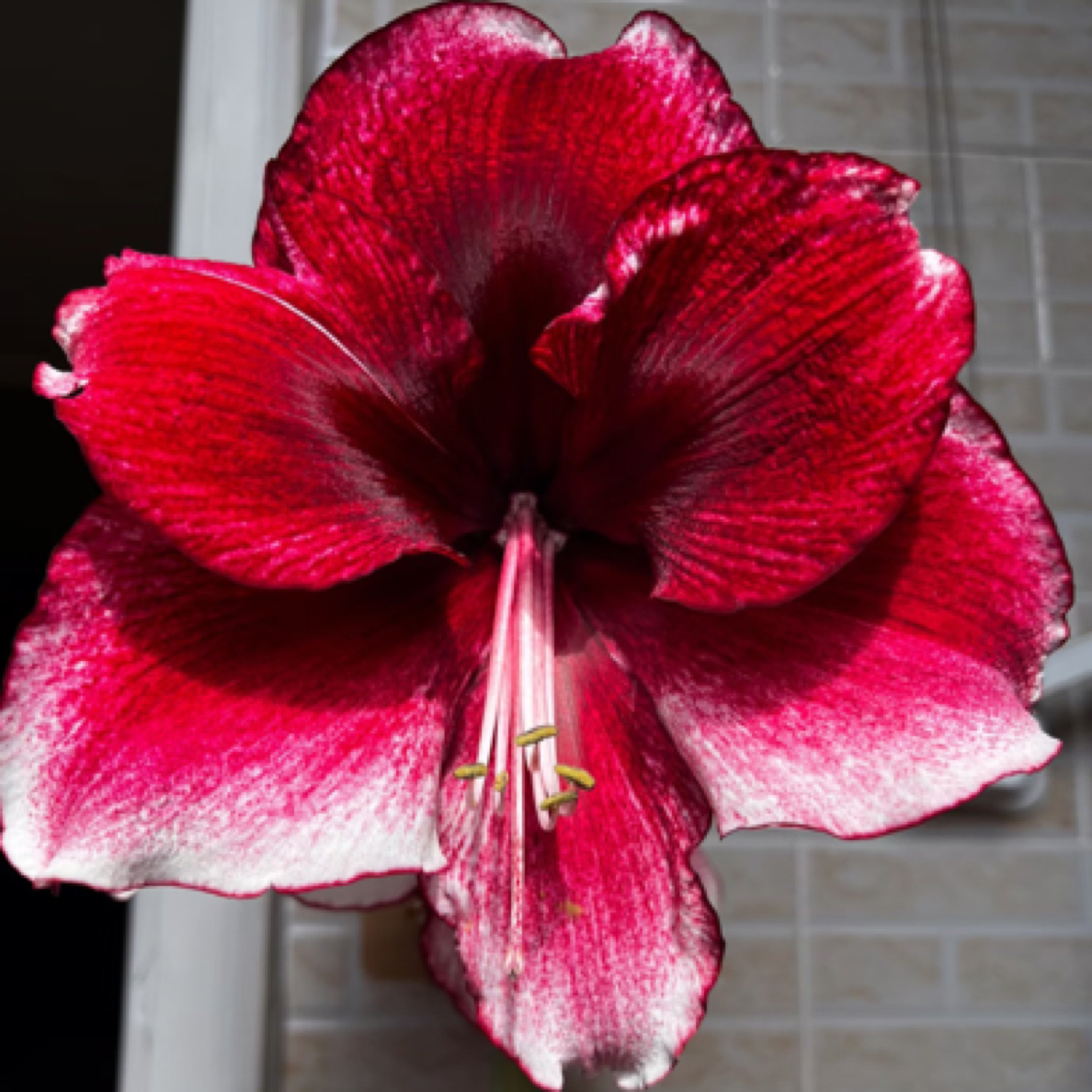 精品【达芙妮】朱顶红单瓣大花型自然种球