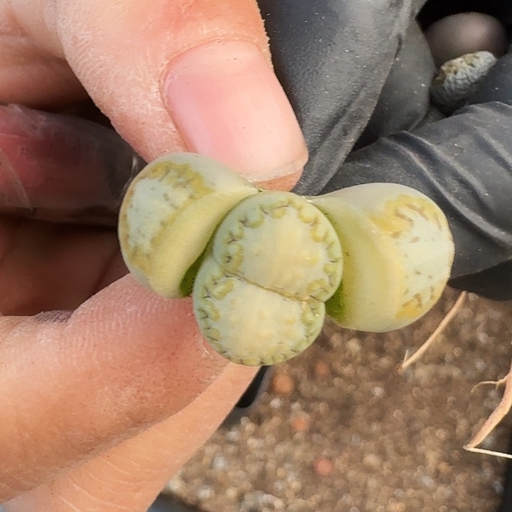 生石花2223:2。  117