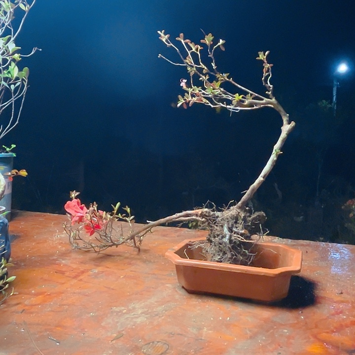 山***时映山红等各种颜色点缀