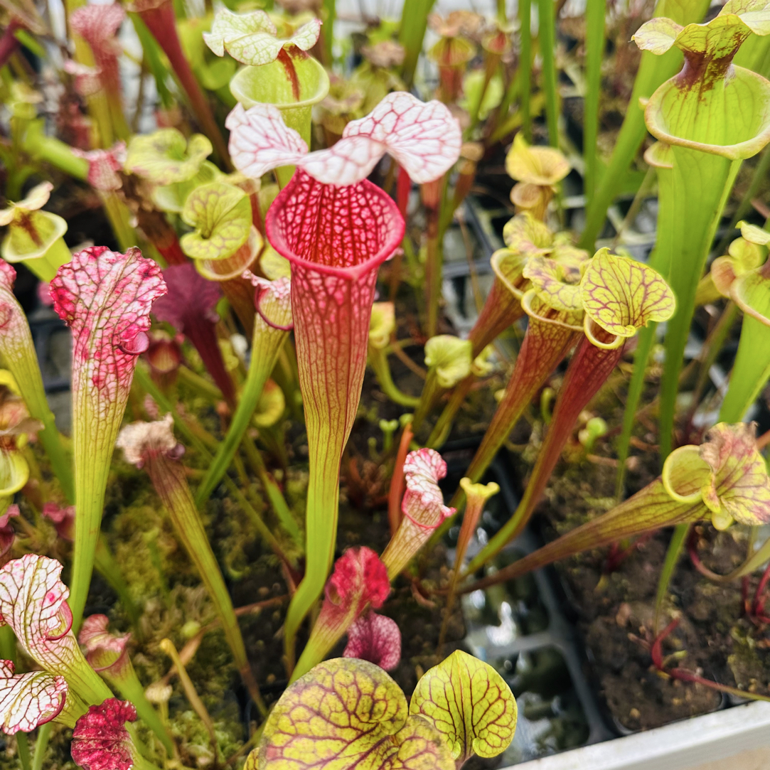 【瓶子草大苗盲盒】品种随机发 多棵品种不重复 高度20-30cm 超好养