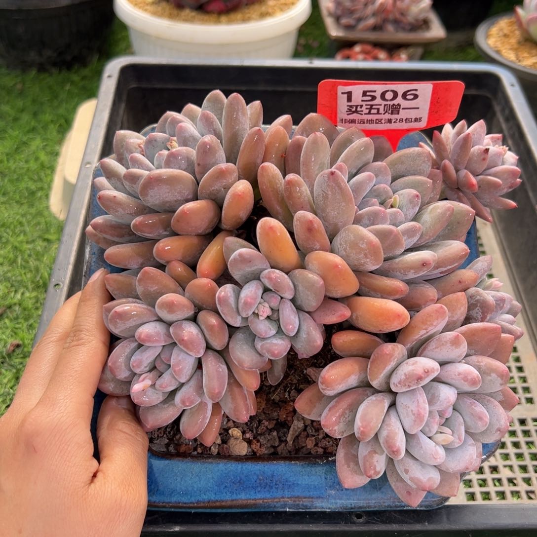 表妹精品多肉1506.