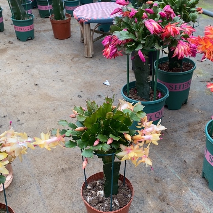 大部分花苞少量开放238嫁接082