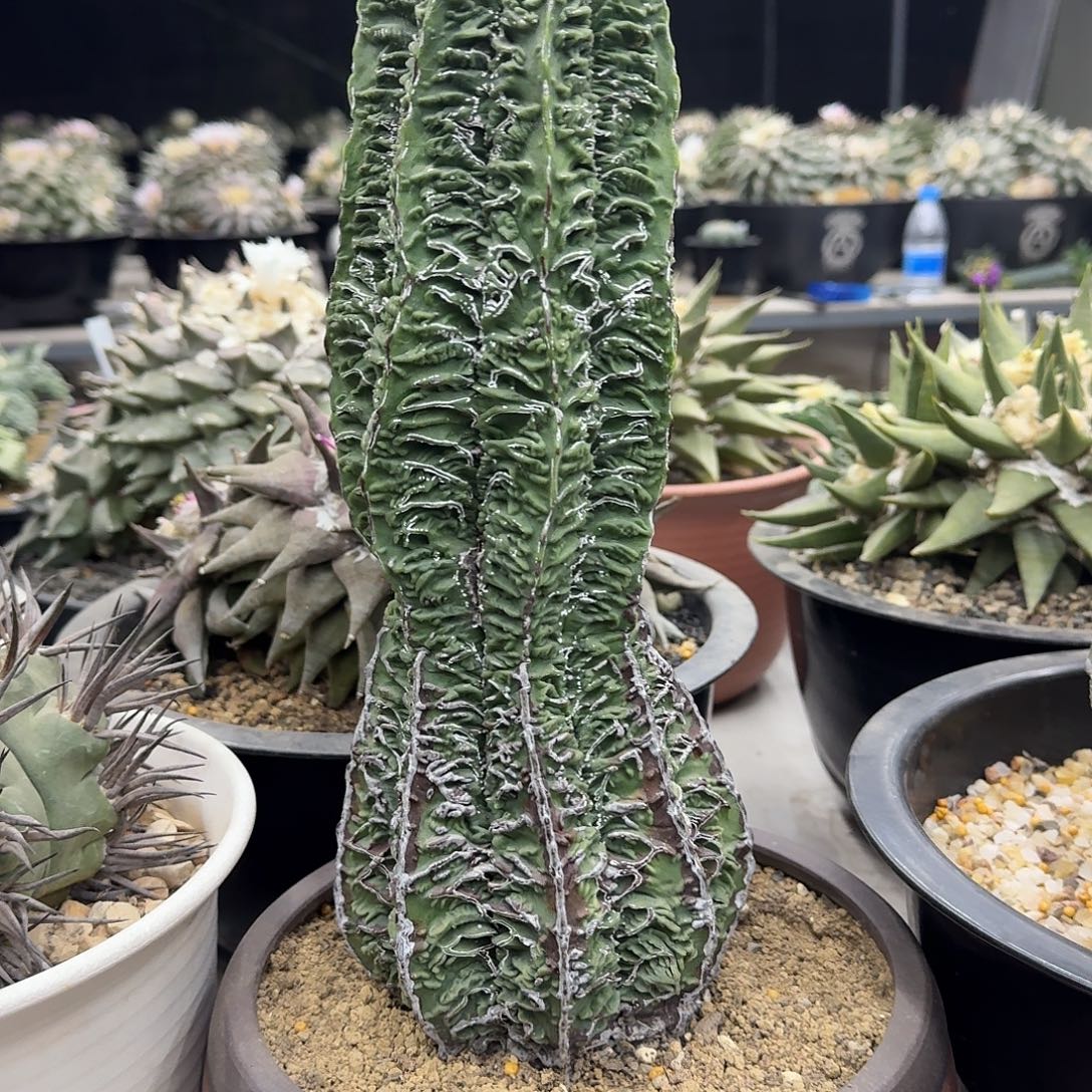 实生老桩核桃鸾凤玉仙人球