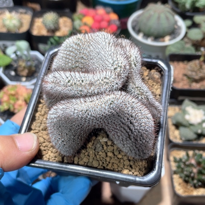 751直刺佩雷缀化