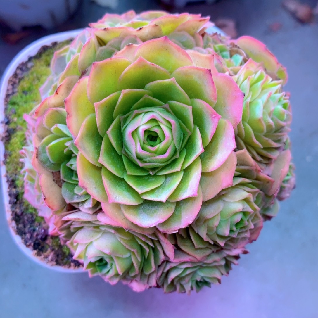 山地玫瑰一物一拍F013孤品