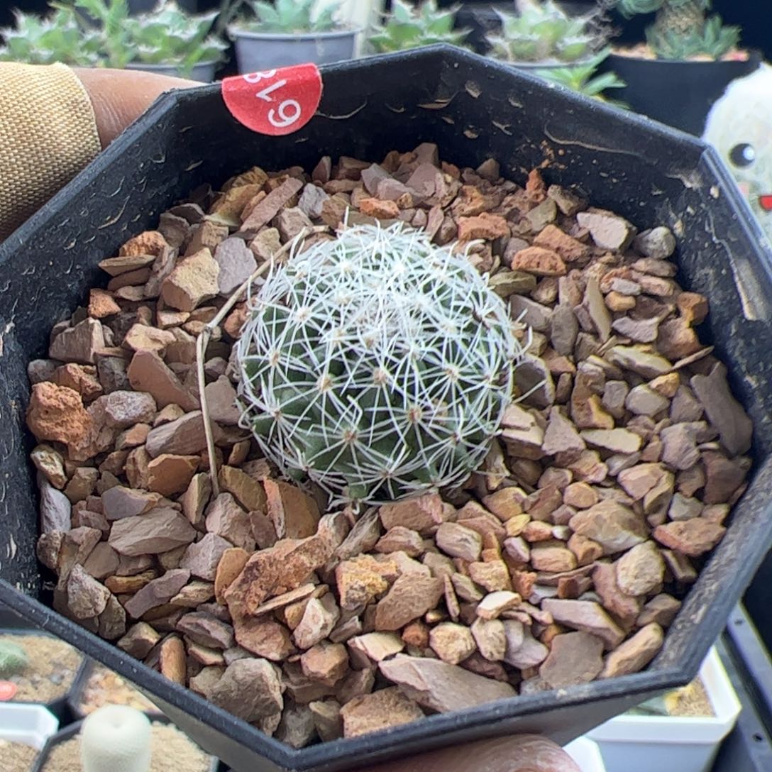 天照丸一物一拍默认脱土发