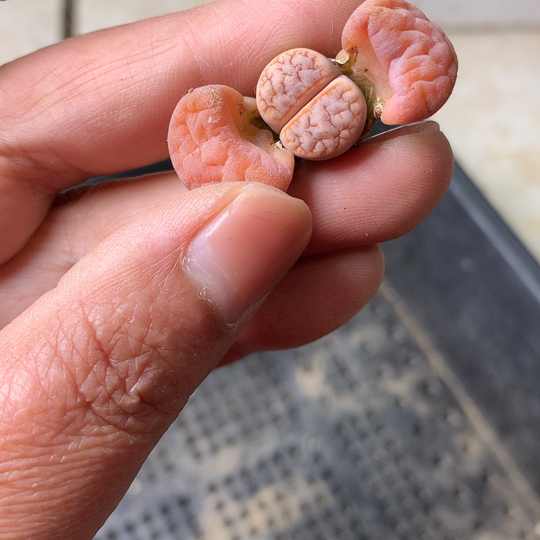 X317多肉植物保护研究所