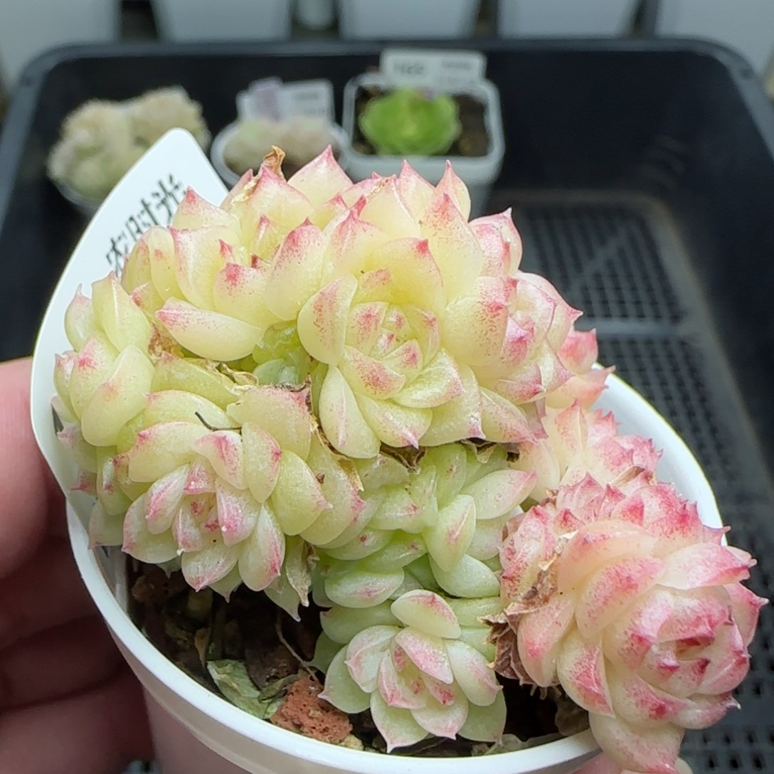 0124-166麦秆麦秆