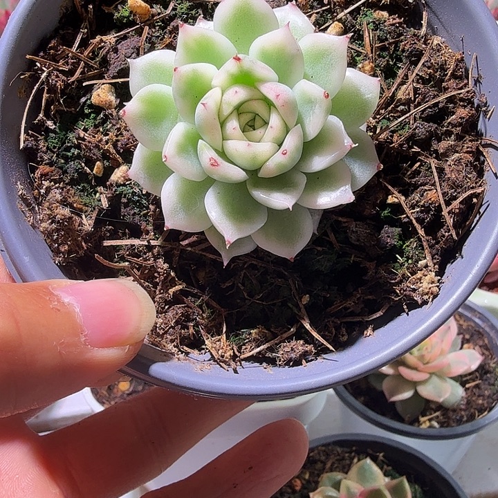 白麦秆锦多肉植物