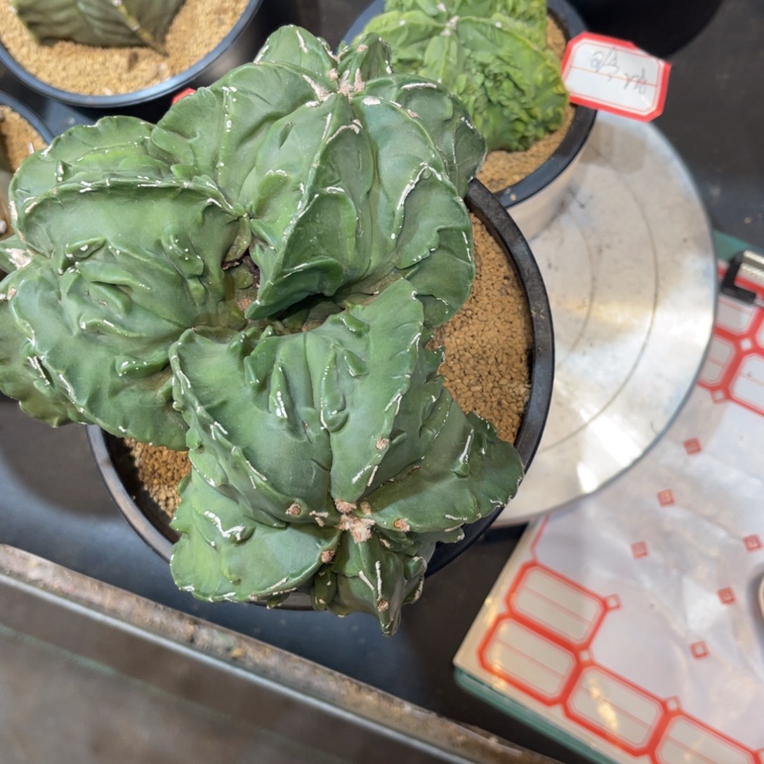 L***琴无花朵哈哈哈哈哈哈哈哈哈哈哈哈哈哈