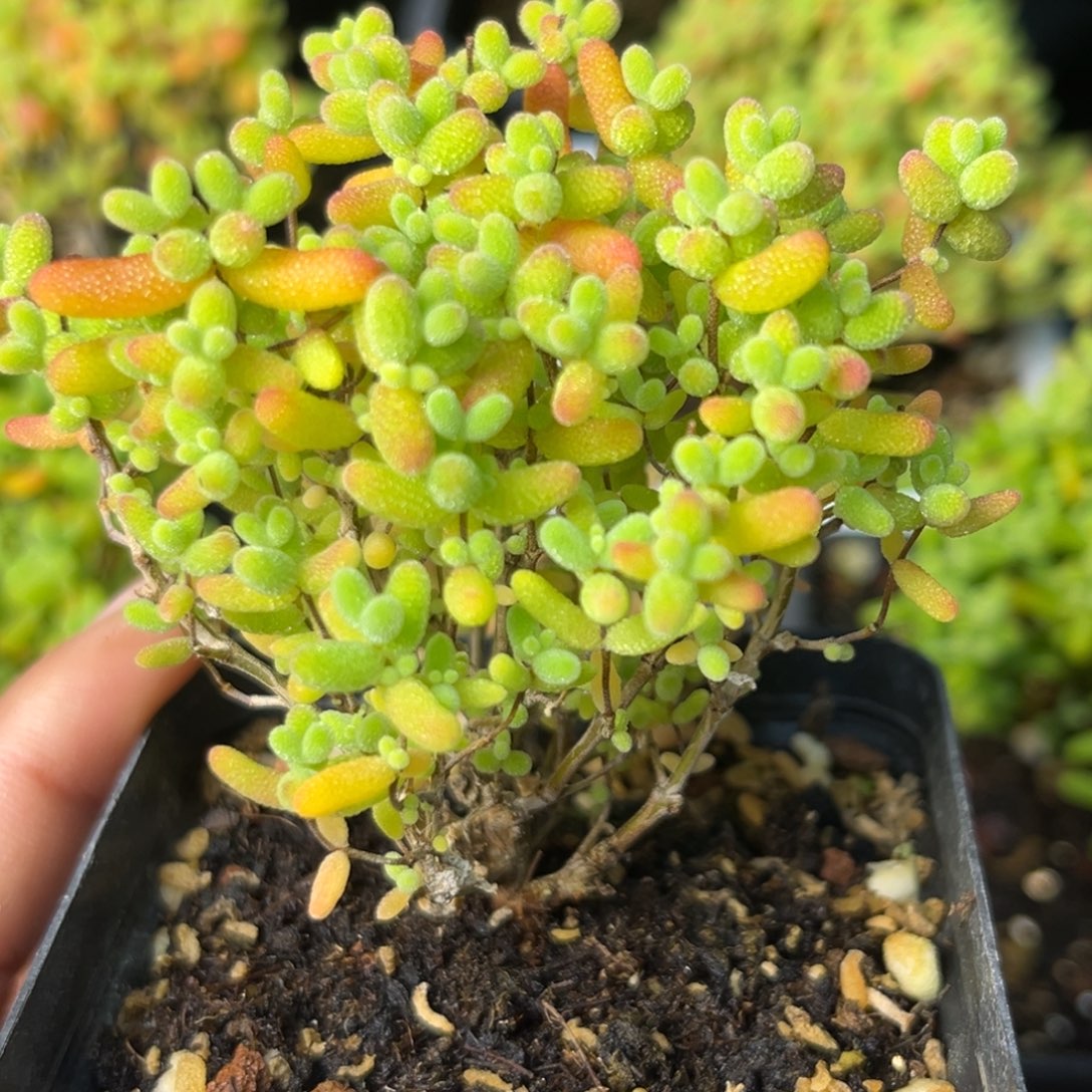 蜜桔。             
