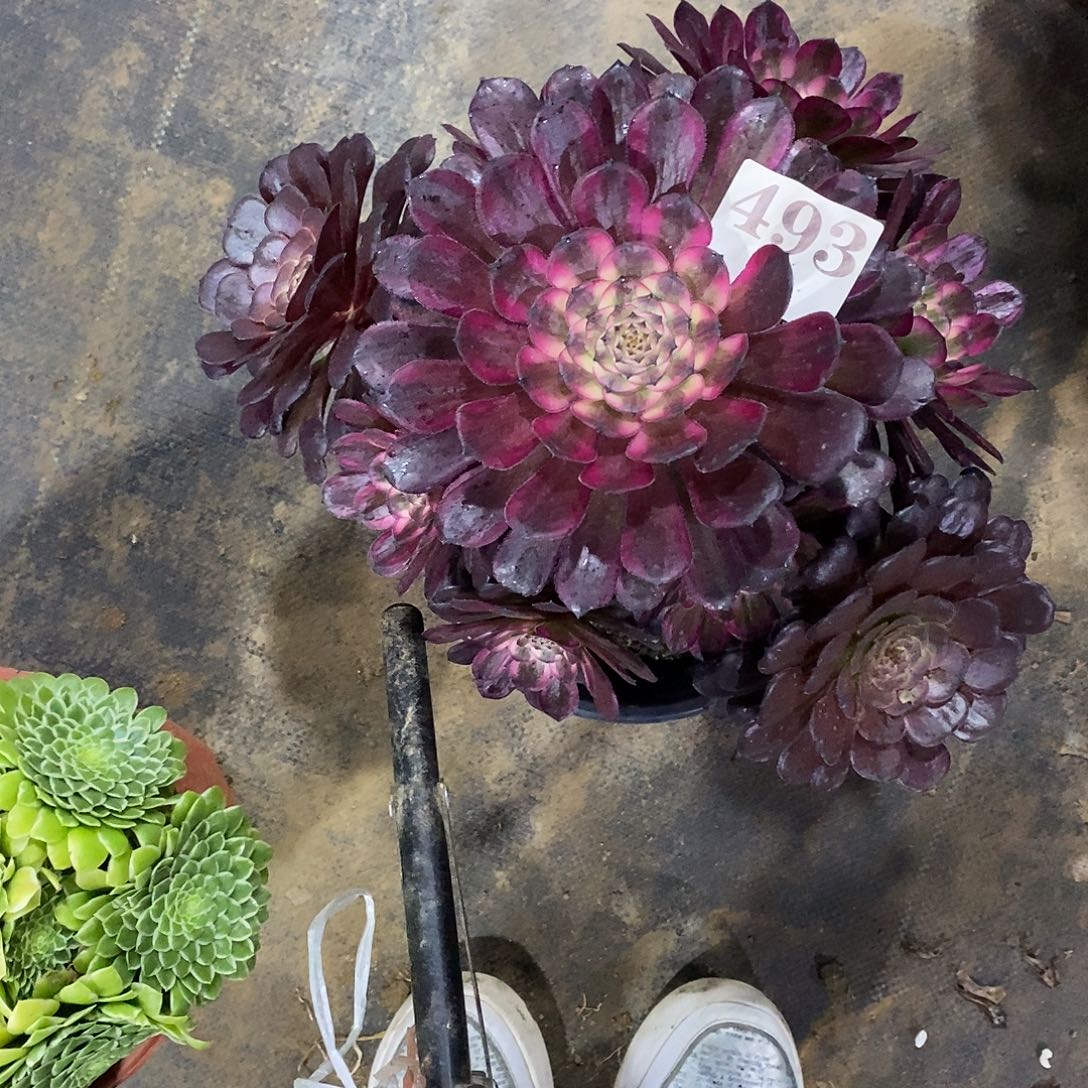 红金刚493多肉法师植物