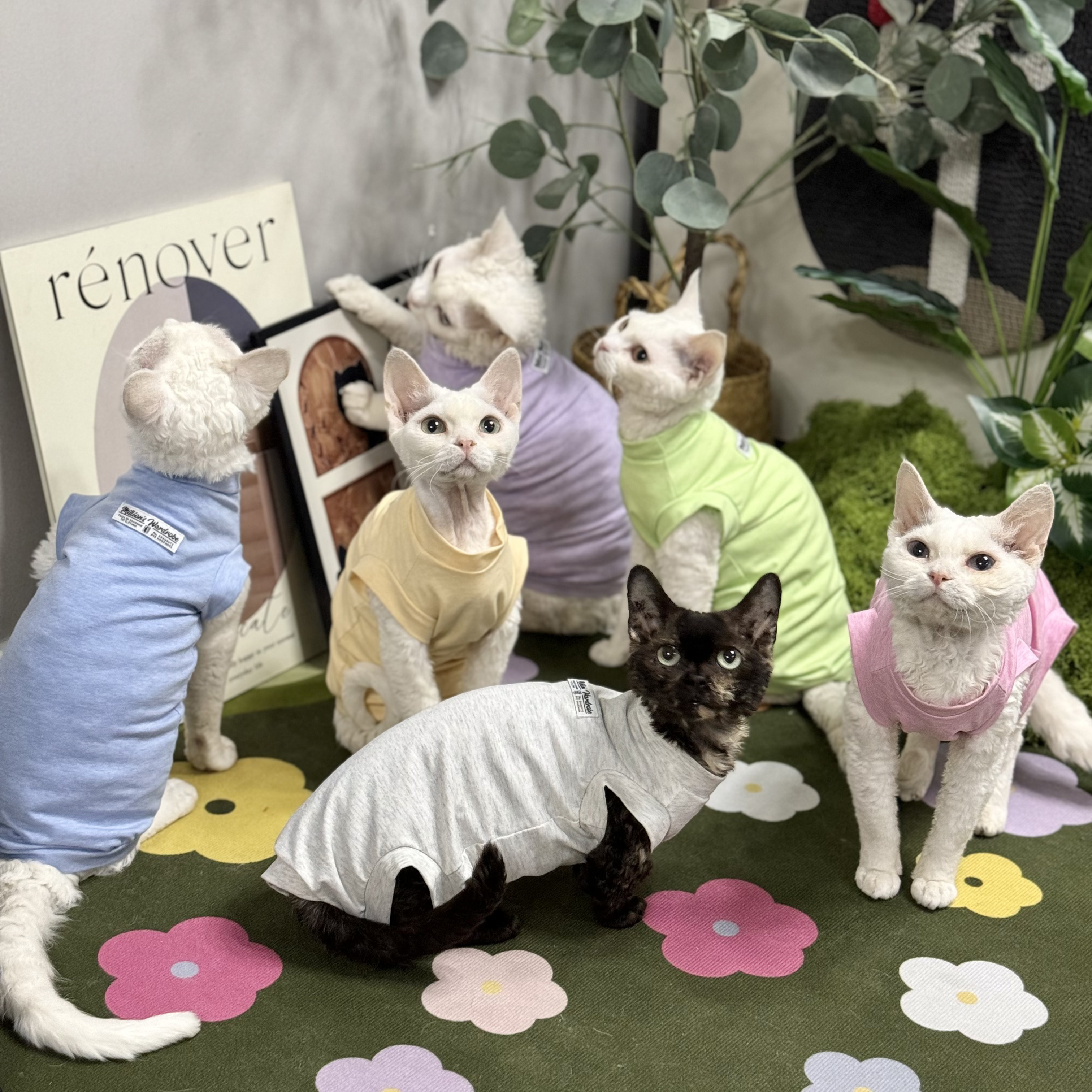 德文猫衣服棉夏季薄款冰凉感非常透气柔软弹力无毛猫斯芬克斯衣服