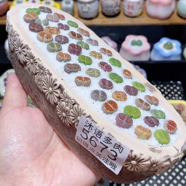 带盆土植物 一物一拍5673