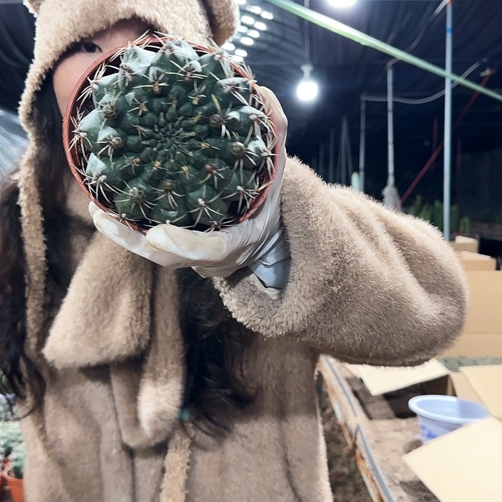 大号绯花玉1111111