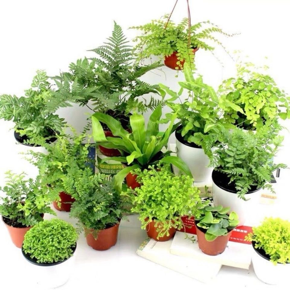 蕨类大全植物雨林造景耐阴耐寒喜湿散光观叶小绿植四节长绿