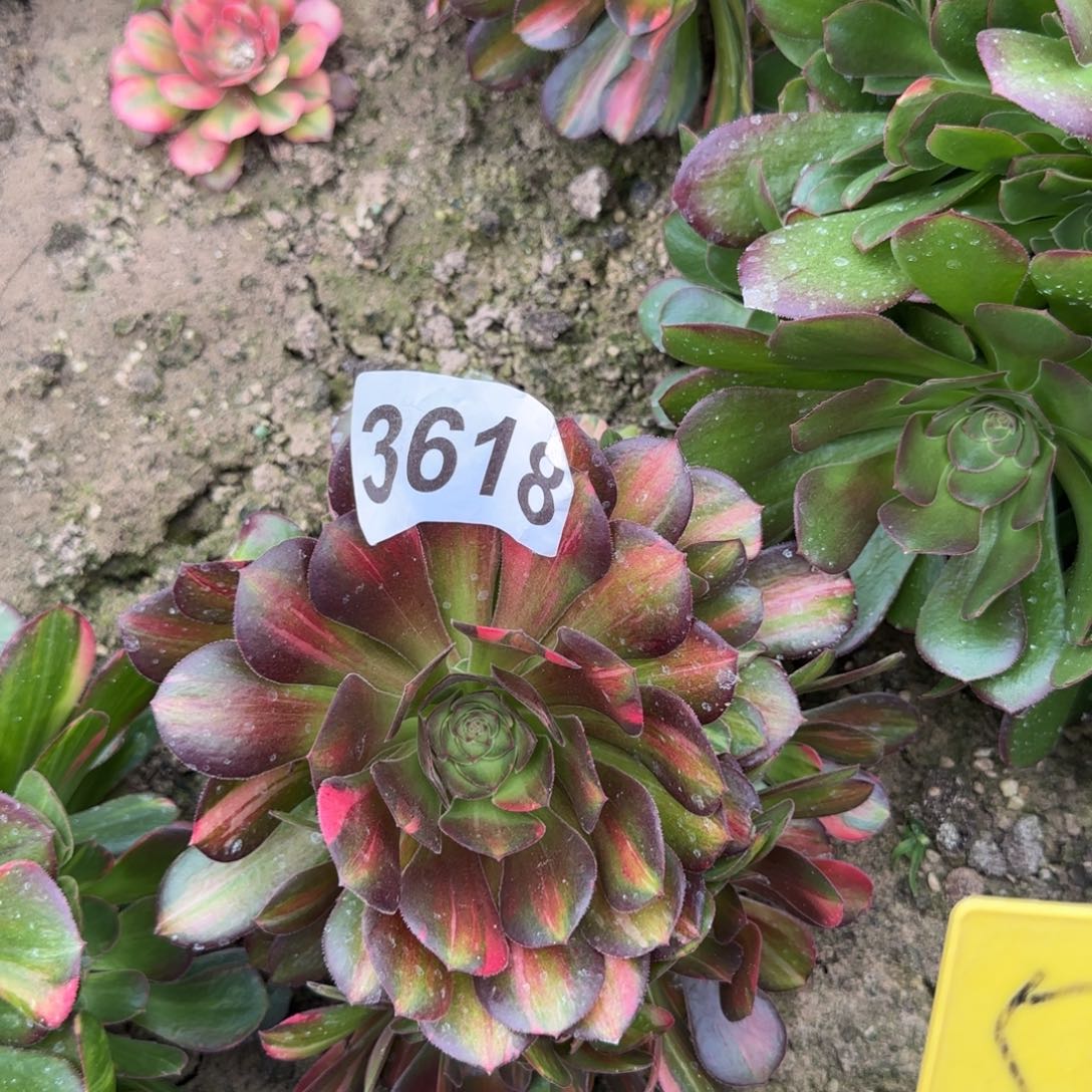 3618---5多头多肉植物