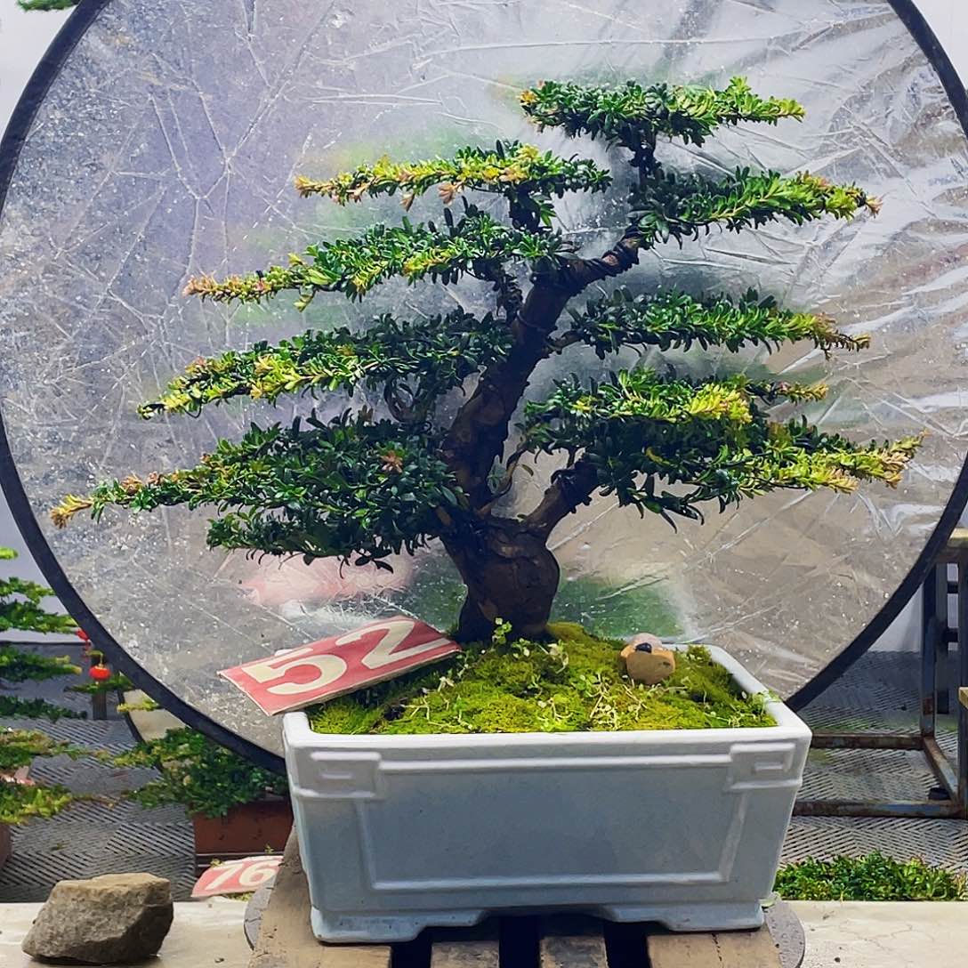 无花朵红芽珍珠罗汉松