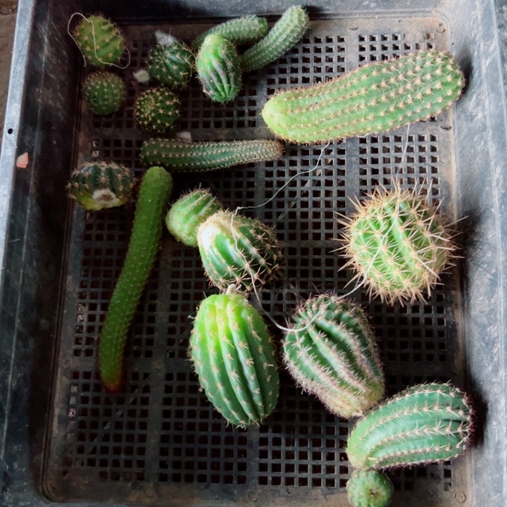 58框拍歪丑伤虫咬无根侧芽无售后