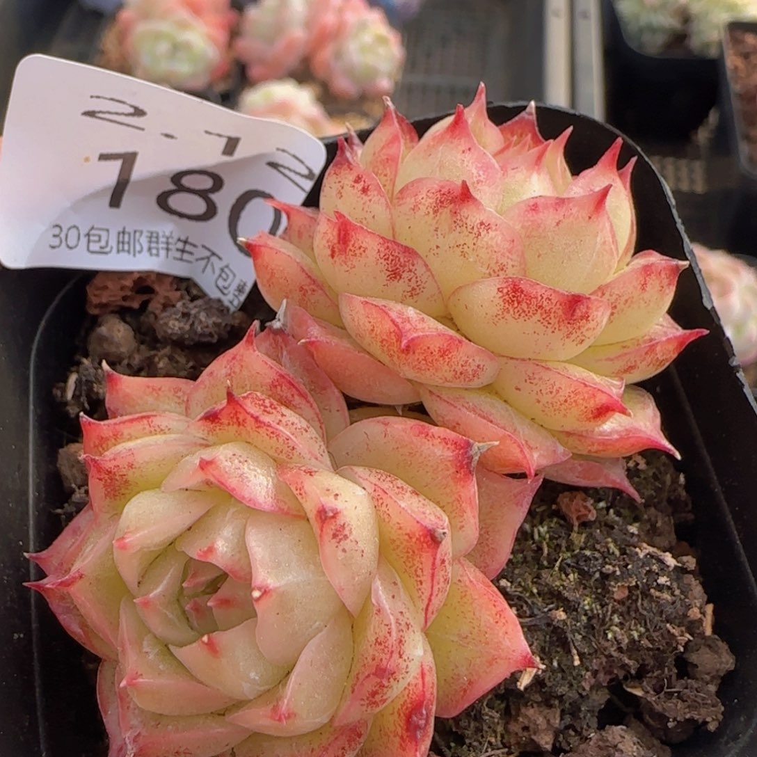 麦秆双头一颗脱土发货