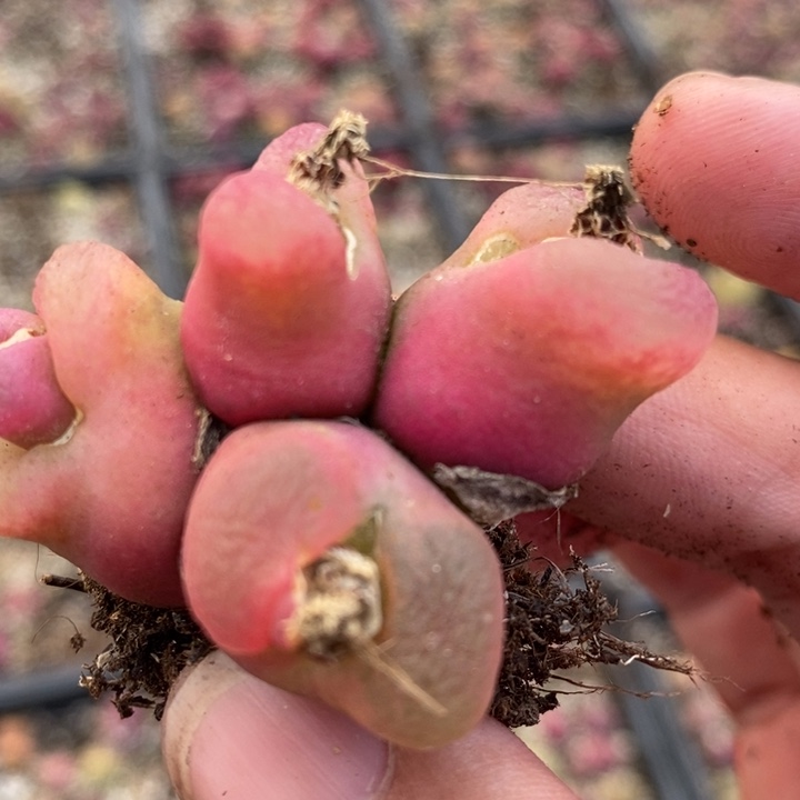 2255一颗一颗一颗