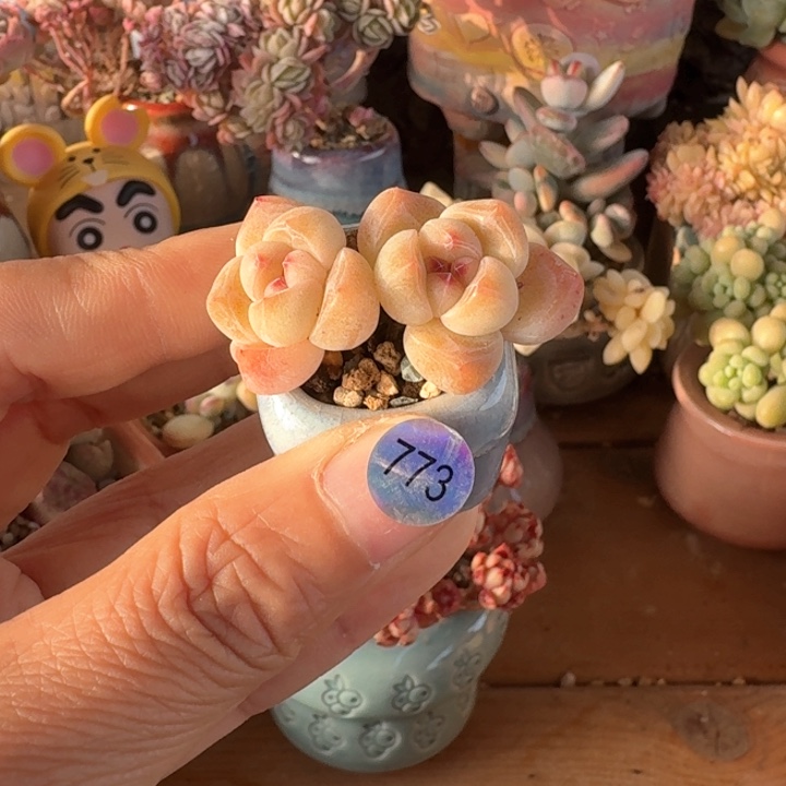 773 多肉含盆土30元除偏远