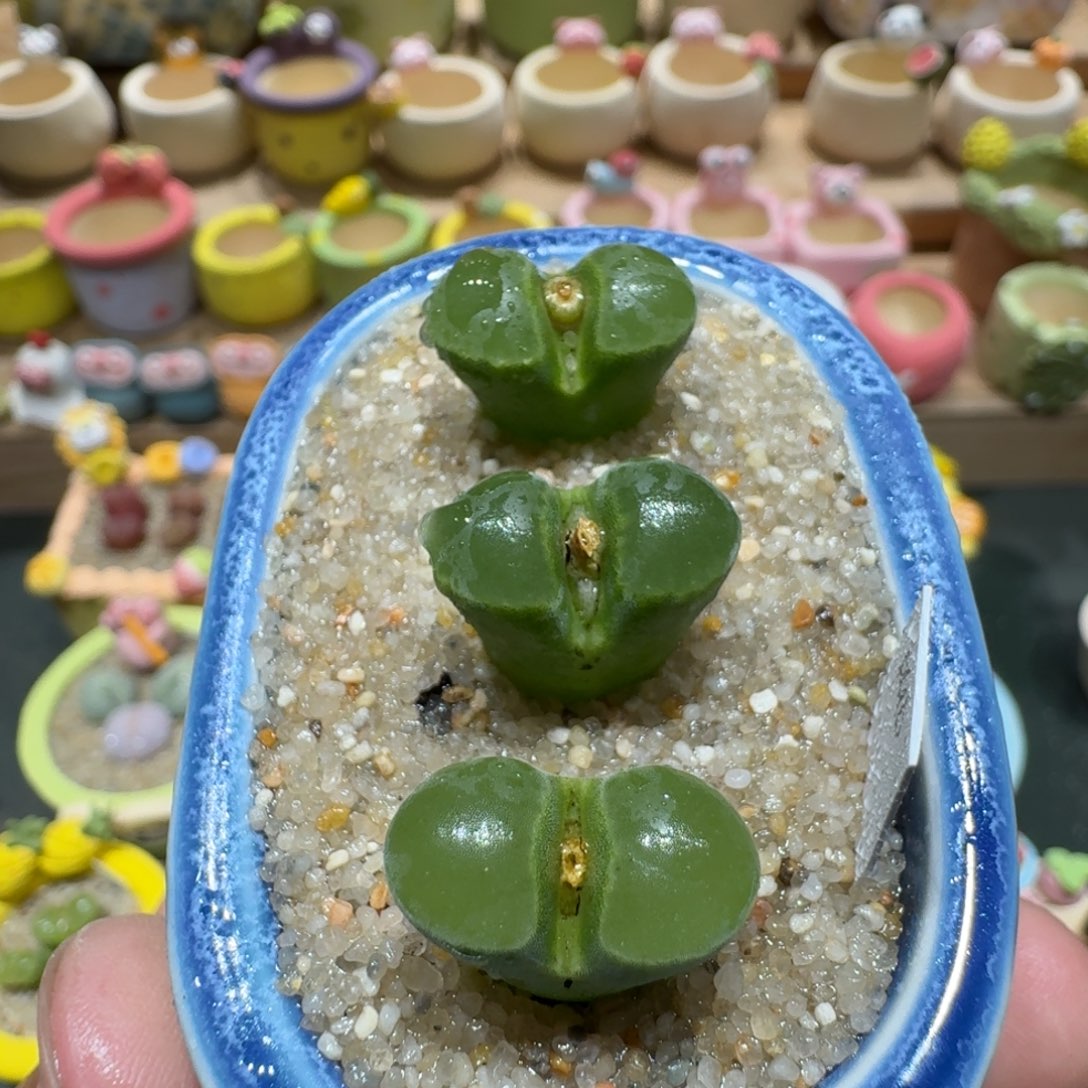 蘑菇1010pub风铃多肉植物