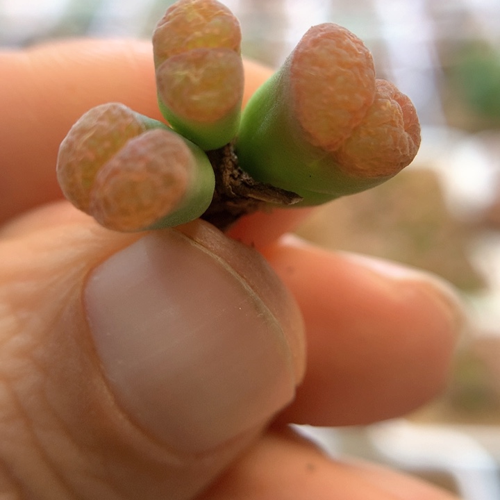 011 特特特 肉锥植物