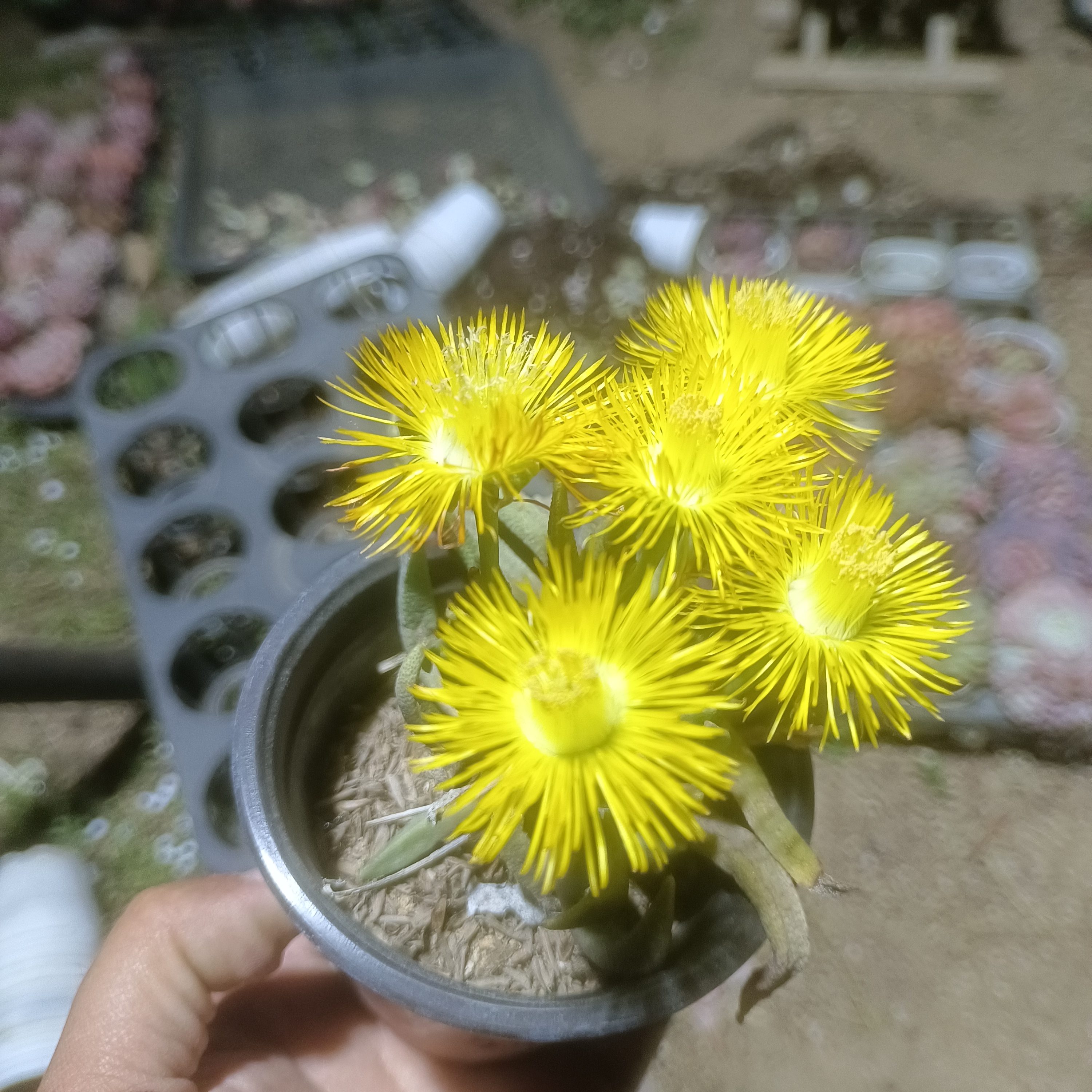 月光奔龙带香味喜欢水！晚上开花！白天不开！9厘米花盆