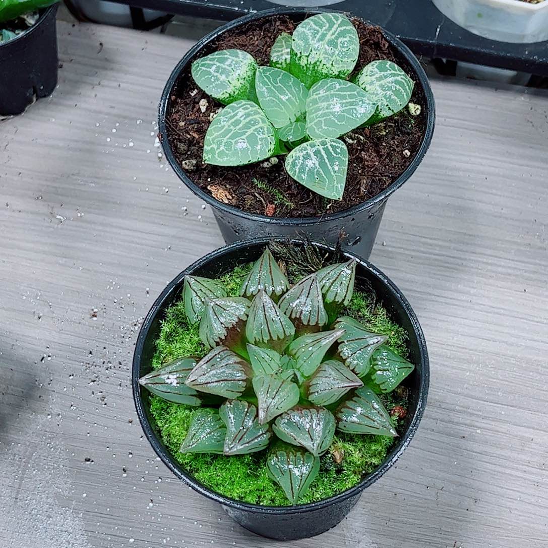 康平西瓜寿一勿一拍