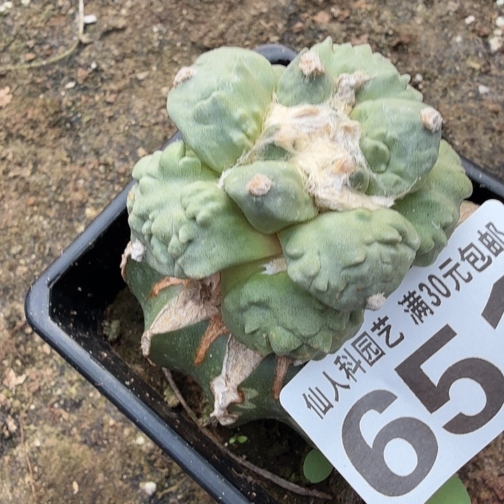 无花朵651大尤怒涛东三