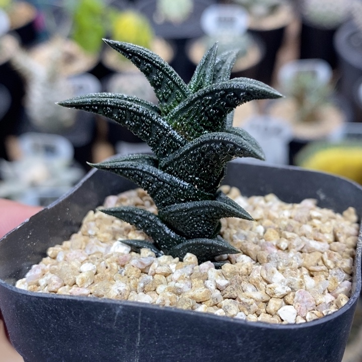 精品硬叶尼古拉192号4cm
