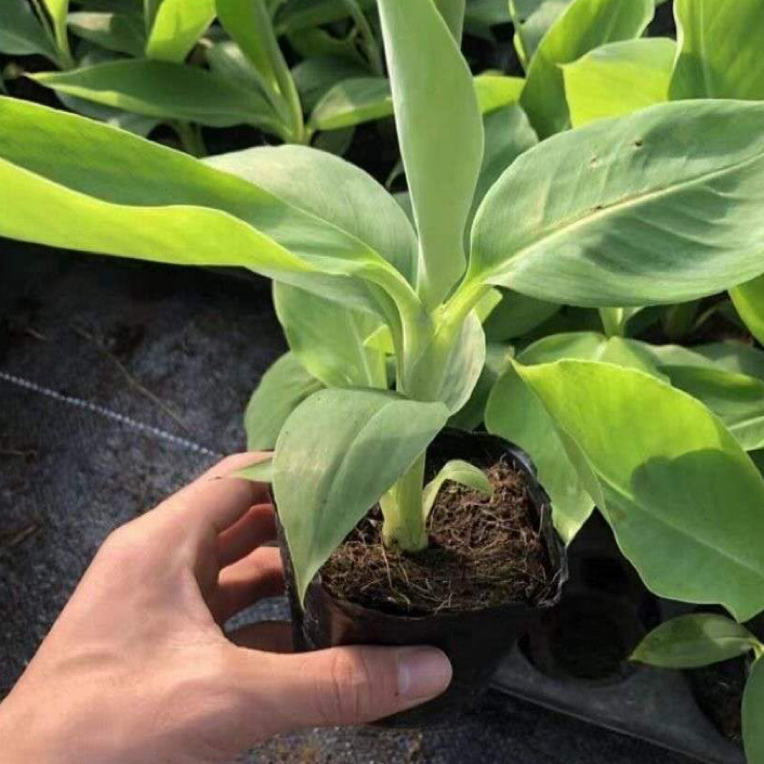 香蕉苗（红）（紫）（蓝）（粉蕉）各种香蕉品种 基地直发