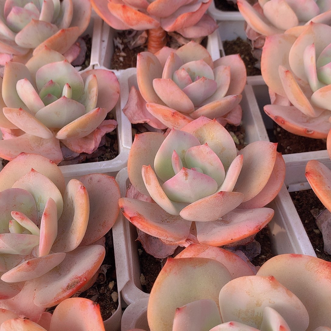 老庄白凤35677889990000