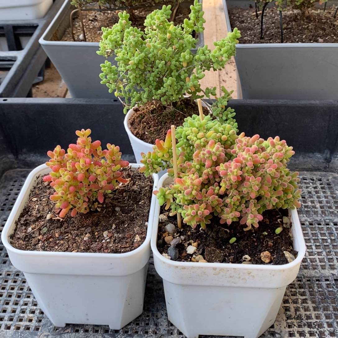 枝干番杏多肉植物717