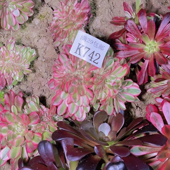 742倾城缀多肉植物