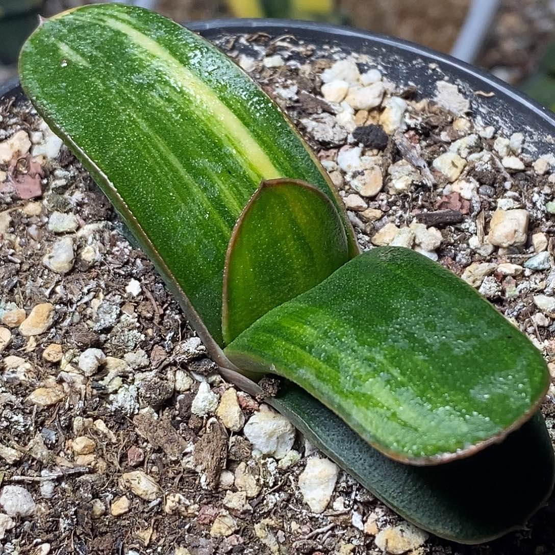 不带盆脱土裸根发货