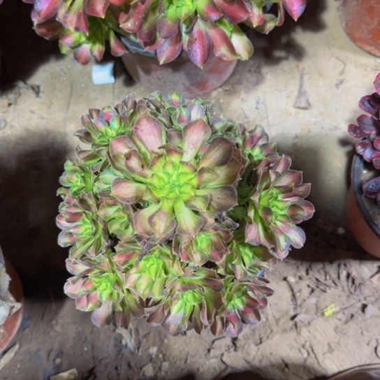 韶华法师9.9多肉植物