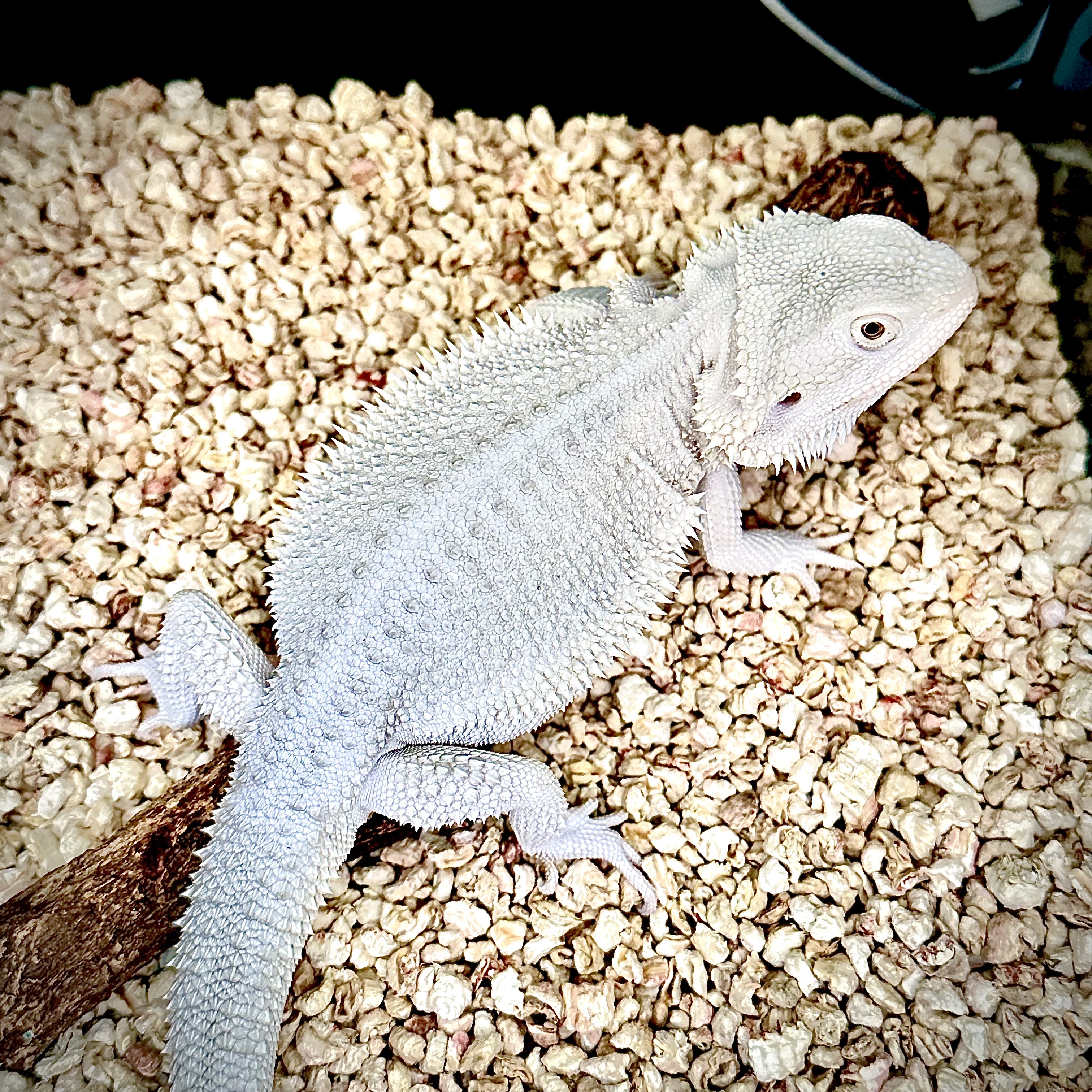 鬃狮蜥蜴超白色系精品小/大苗/亚成苗守宫爬宠