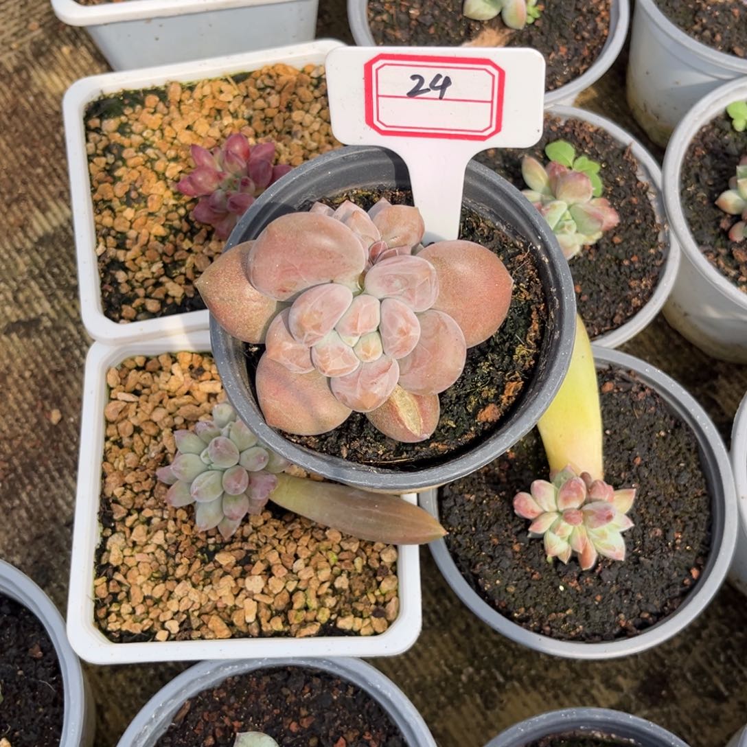 海豚体哥特多肉植物24