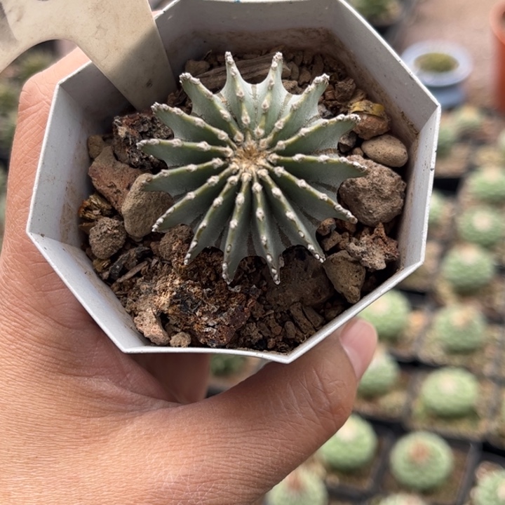 1065实生薄叶花笼好养皮实