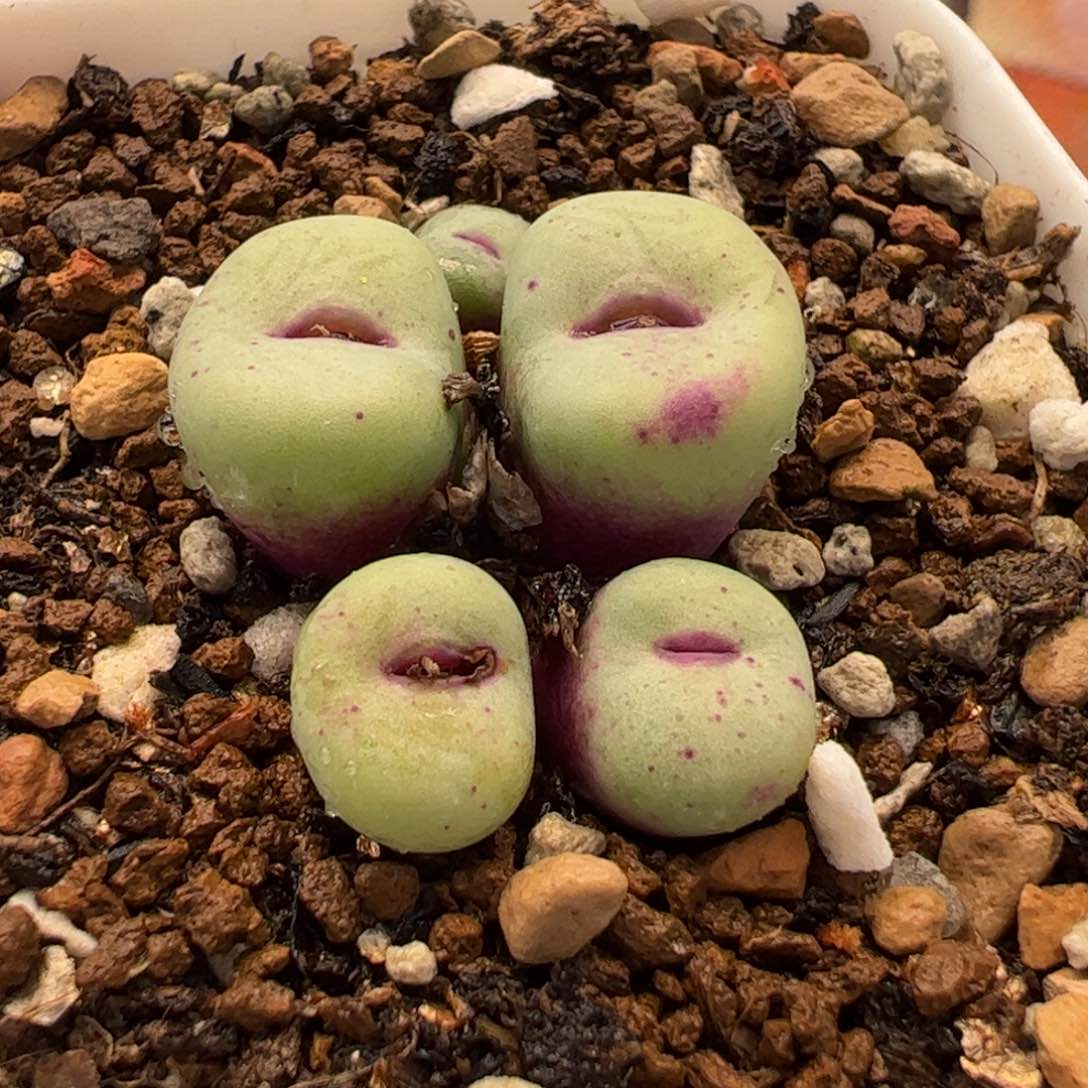 961多肉植物百科