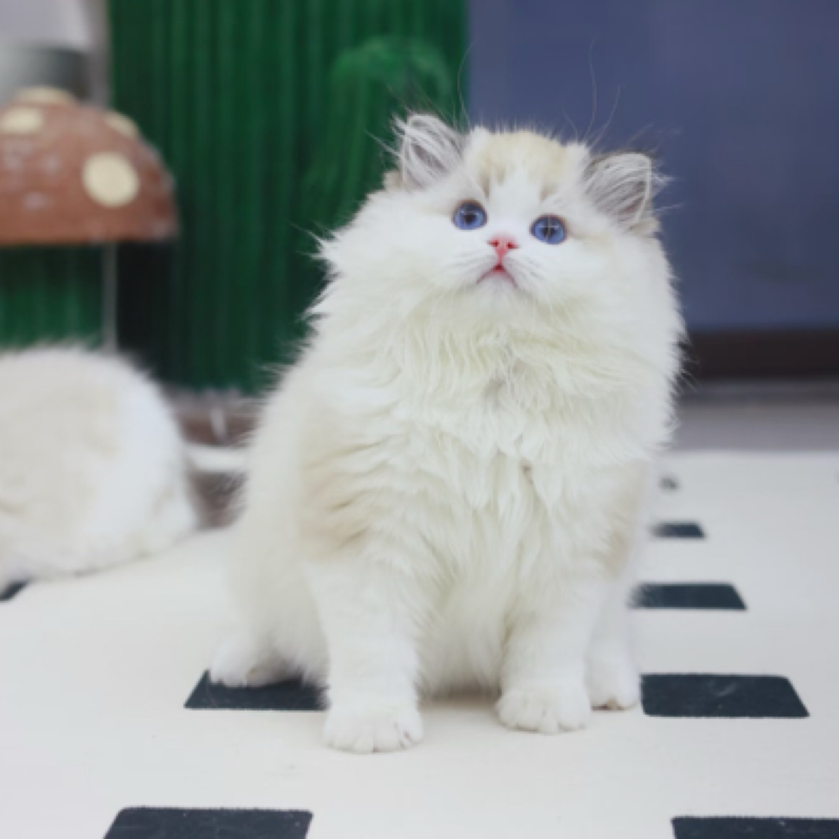周周的布偶猫·猫舍全款链接