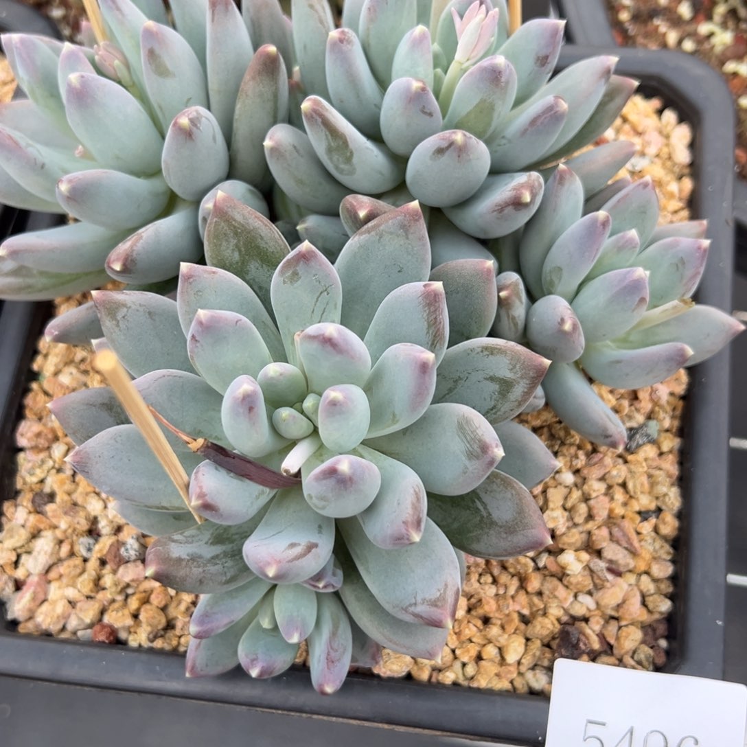 默*5496肉多么多么多哦哟多哦