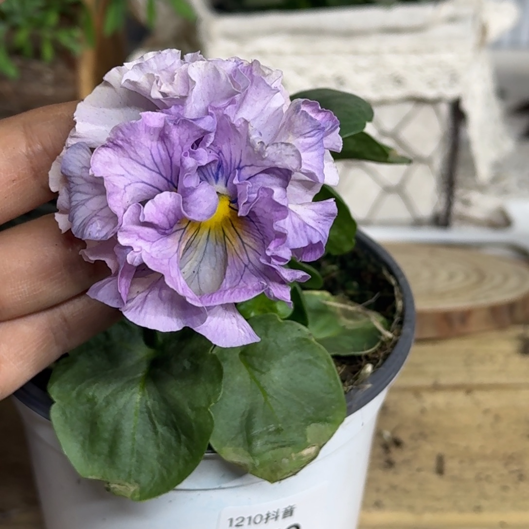 全部花朵1210 抖音一物一拍259号