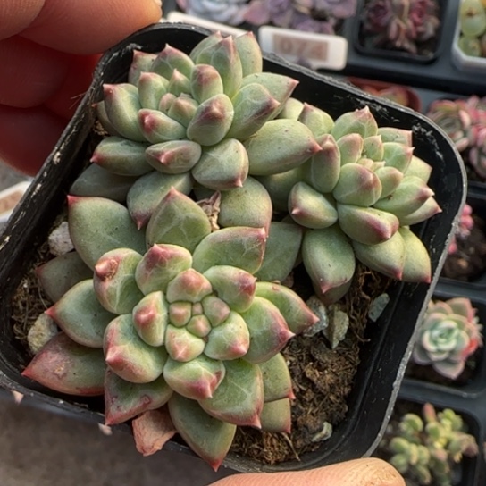 61甲骨文多肉植物多