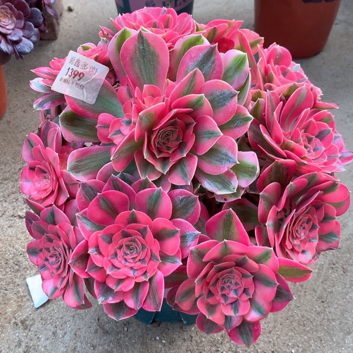 1399粉女巫多肉植物